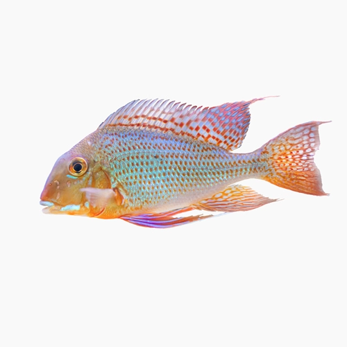 Farbenprächtiger Heckels Buntbarsch (Acarichthys heckelii)  Maulbrüter mit blauen, roten und orangefarbenen Schuppen, als Freisteller auf weißem Hintergrund dargestellt.